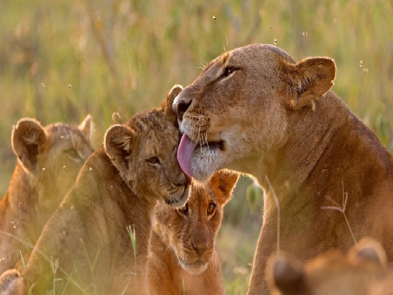 试管血小板偏低,做试管查ct
